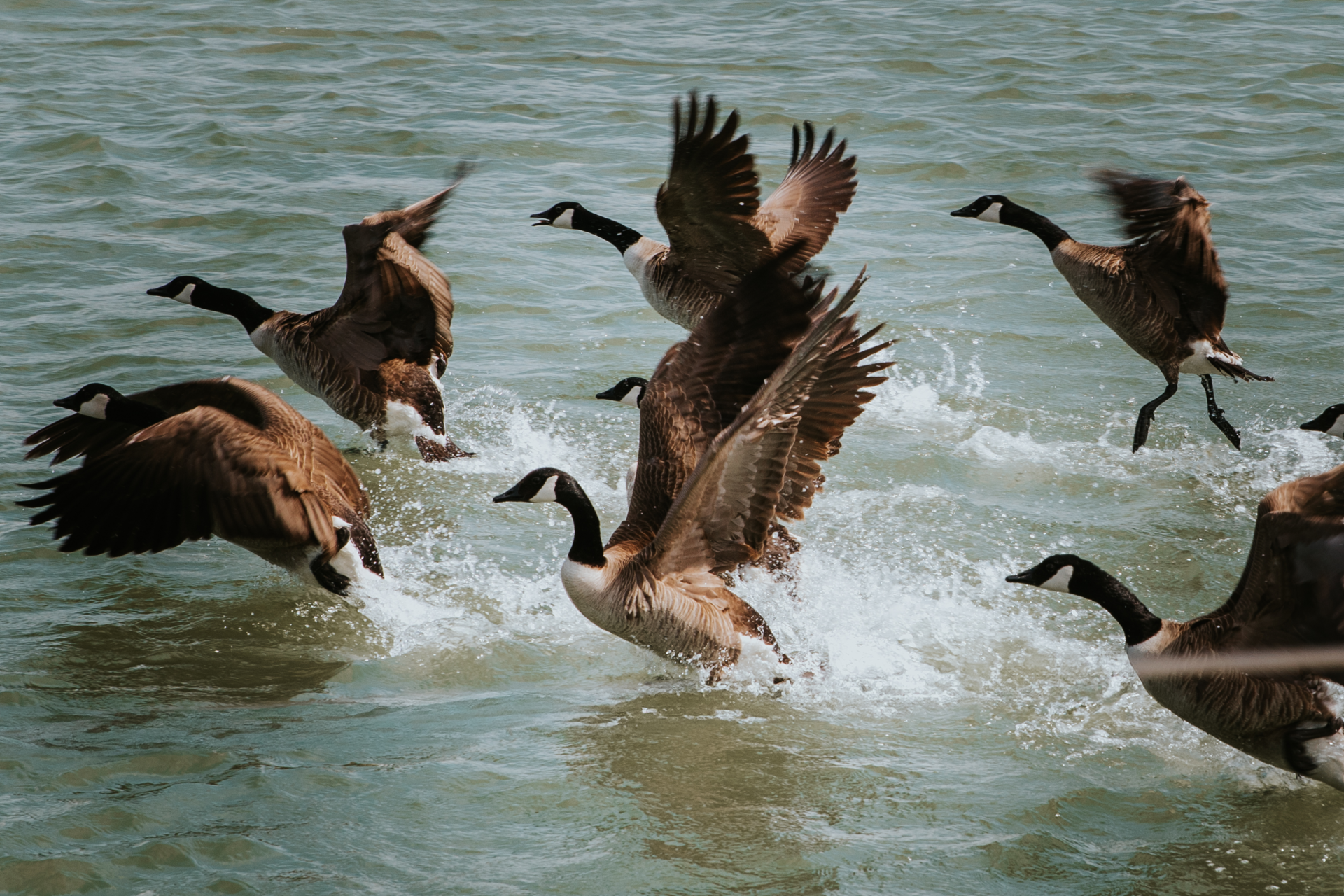 Picture of geese in North Sea Port’s Vlissingen sub-area.