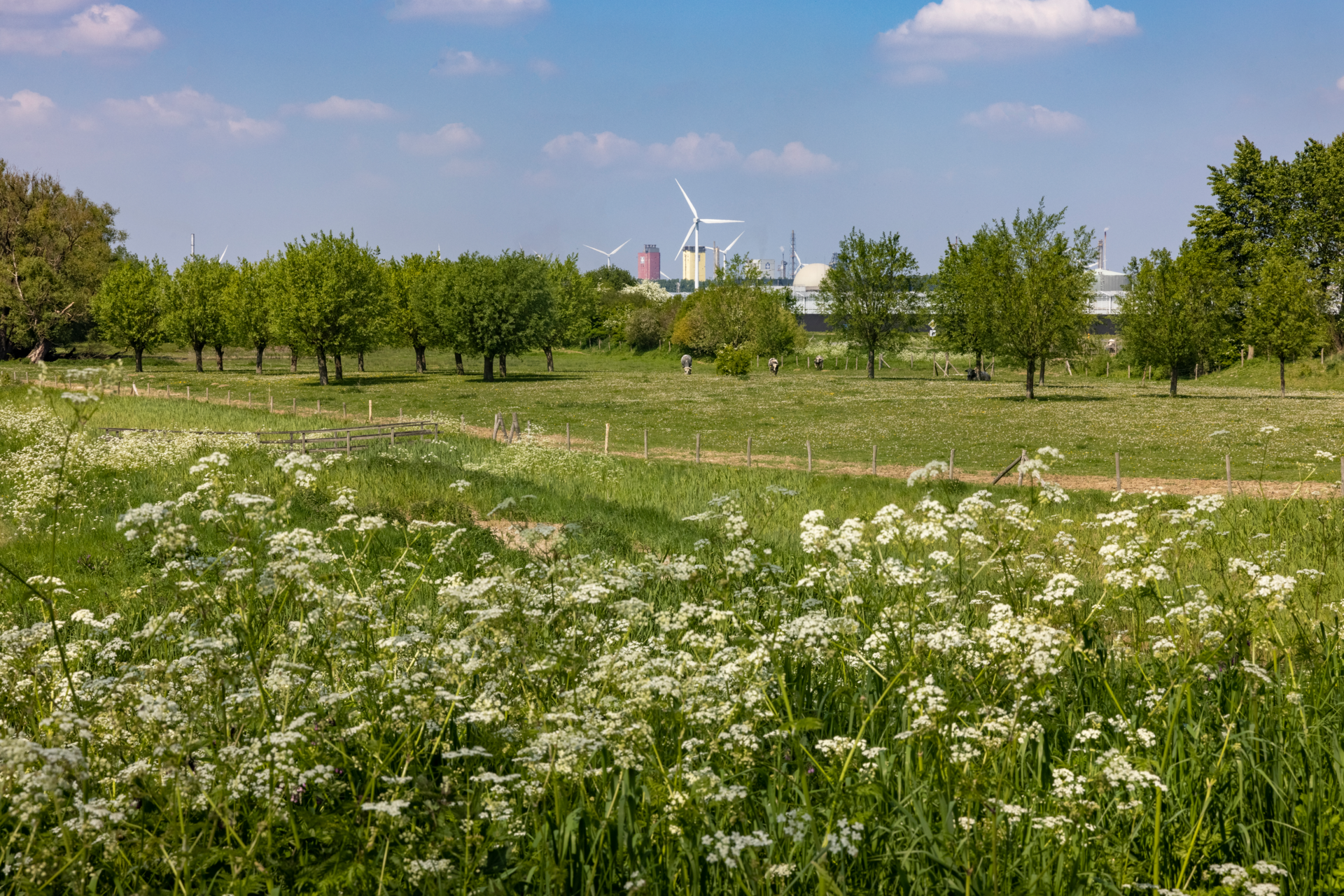 Picture of a green zone in North Sea Port’s Terneuzen sub-area.